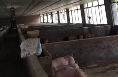 臭氧發(fā)生器在養(yǎng)豬場（養(yǎng)殖用）的應(yīng)用方案